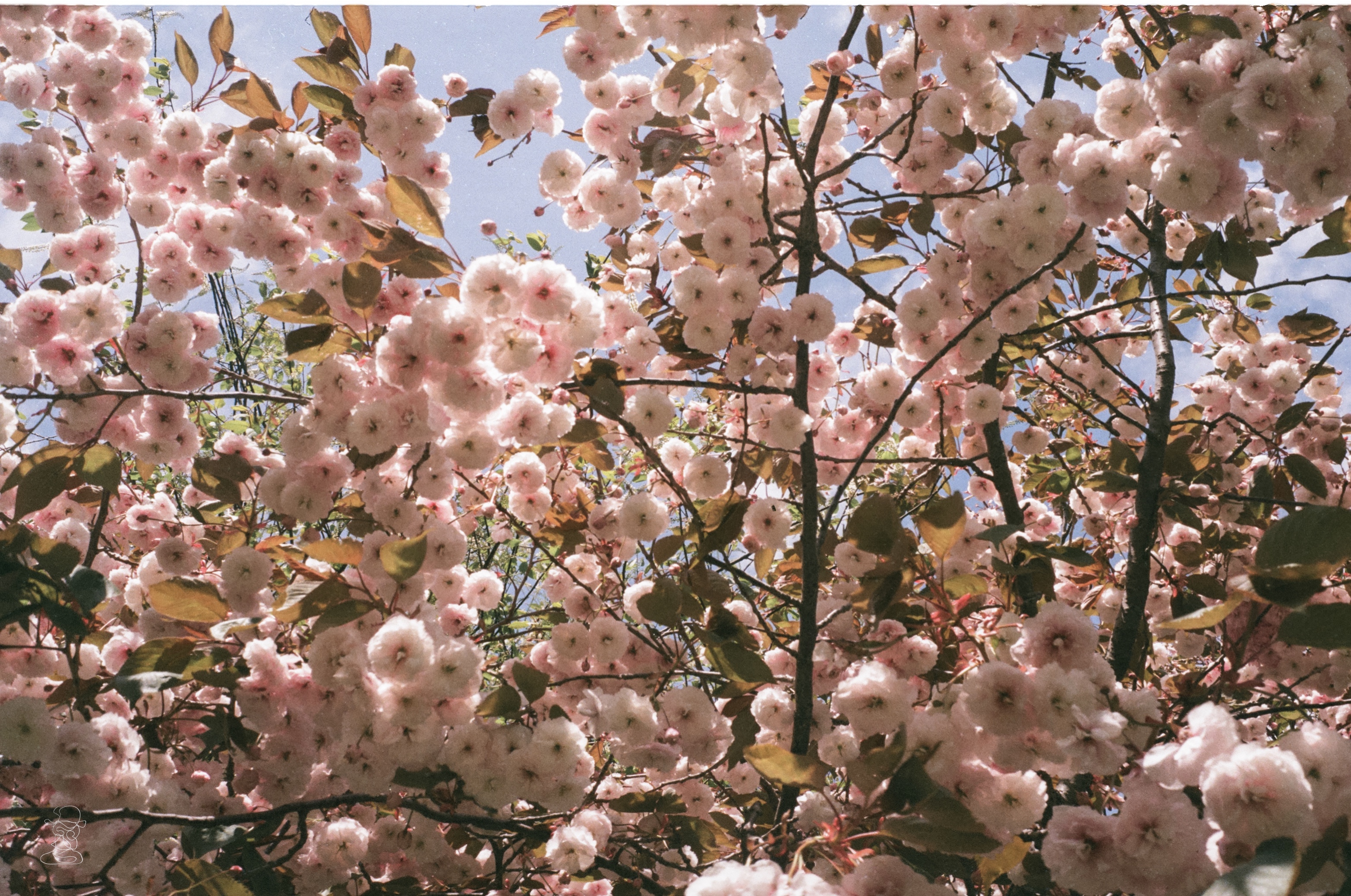 00026441 000264410038